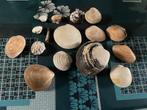 Coquillages, Collections, Enlèvement ou Envoi, Coquillage(s)