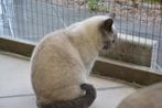 brits korthaar poes, Dieren en Toebehoren, Katten en Kittens | Raskatten | Korthaar, Poes, Gechipt, 3 tot 5 jaar