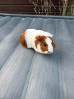 Cavia mannetje, Dieren en Toebehoren, Knaagdieren, September, Mannelijk, Cavia