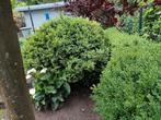 Gezonde Buxus (Gratis), Tuin en Terras, Ophalen, Buxus