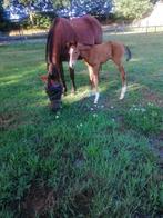 Te koop e pony veulen., Dieren en Toebehoren, Recreatiepony, 0 tot 2 jaar