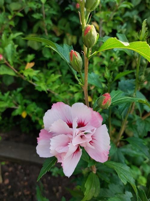 hibiscus pink chiffon, Tuin en Terras, Planten | Tuinplanten, Vaste plant, Overige soorten, Volle zon, Zomer, Ophalen