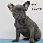 "Igor" Franse Bulldog pup - reu te koop, Dieren en Toebehoren, 15 weken tot 1 jaar, Buitenland, CDV (hondenziekte), Eén hond