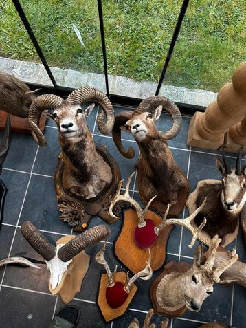 Jachttrofee curiosa taxidermie opgezette, Enlèvement ou Envoi