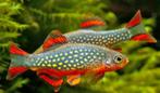 20 Galaxy Rasbora/ Danio Margaritatus aquarium vissen, Vis