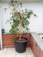 Ficus plant te koop, Jardin & Terrasse, Plantes | Arbres, Enlèvement