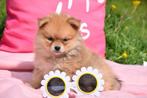 Dwergkees pups Pomeriaan ,pomeranian Loulou spitz pup, België, Overige rassen, 8 tot 15 weken, CDV (hondenziekte)