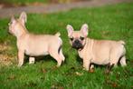 Franse Bulldog pups te koop (fawn, chocolade), Dieren en Toebehoren, 15 weken tot 1 jaar, Buitenland, CDV (hondenziekte), Bulldog