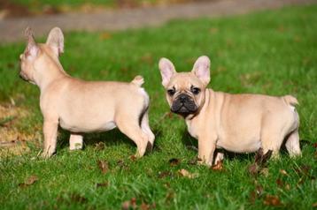 Franse Bulldog pups te koop (fawn, chocolade) beschikbaar voor biedingen