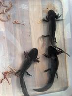 Axolotl, Autres types, Poisson d'eau douce