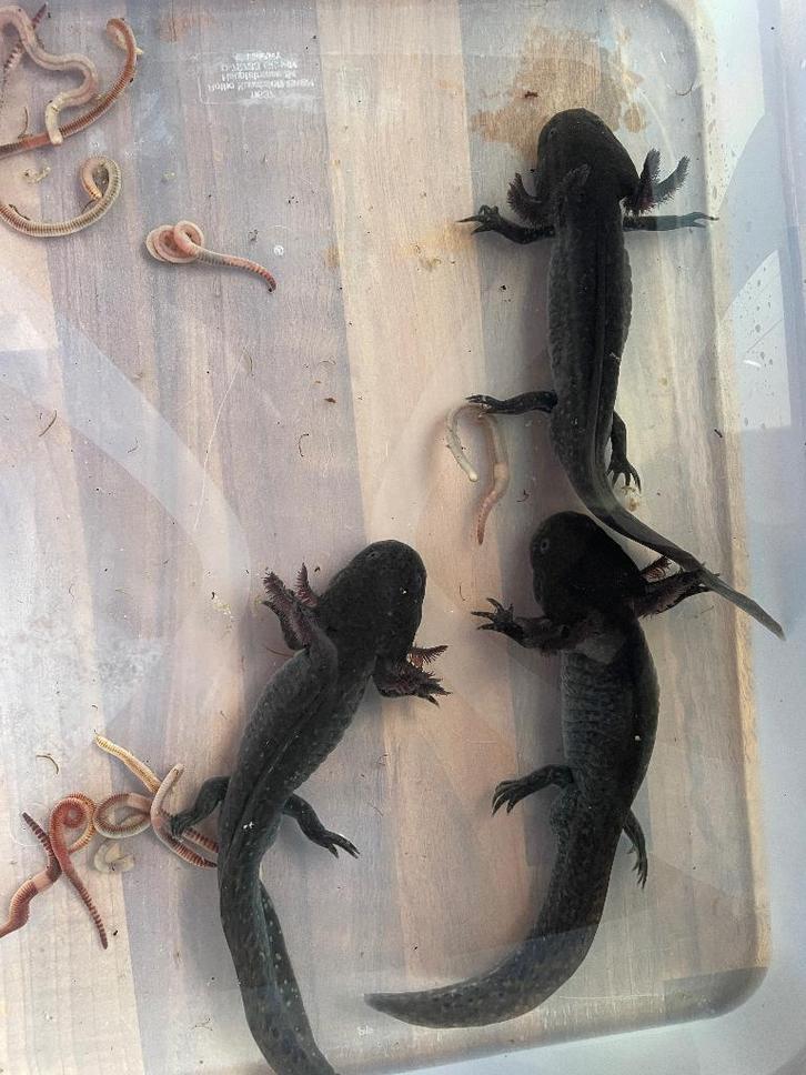 Axolotl, Dieren en Toebehoren, Vissen | Aquariumvissen, Zoetwatervis, Overige typen