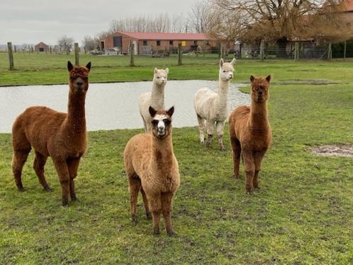 alpaca merries en veulens, Animaux & Accessoires, Moutons, Chèvres & Cochons, Femelle