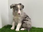 Border Collie pups, België, CDV (hondenziekte), 8 tot 15 weken, Collie
