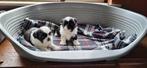 Shih Tzu pups, Dieren en Toebehoren, Parvo, België, 8 tot 15 weken, Teef