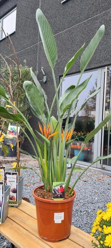 Strelitzia Reginae  beschikbaar voor biedingen