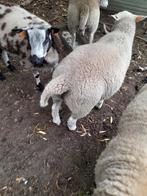 Schapen, Dieren en Toebehoren, Februari