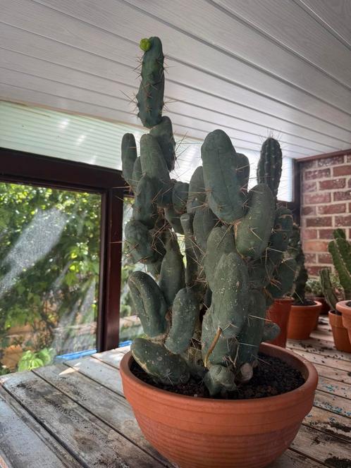 Trichocereus bridgesii 'Monstrosus     penis cactus, Huis en Inrichting, Kamerplanten, Cactus, Ophalen