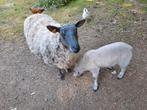 Ooi met bok lam, Dieren en Toebehoren, Schapen, Geiten en Varkens, Vrouwelijk, Schaap, 3 tot 5 jaar
