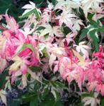Acer palmatum Japanse esdoorn Oridono Nishiki, Tuin en Terras, Planten | Bomen, Ophalen, Halfschaduw