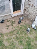 vogels, Dieren en Toebehoren, Pluimvee