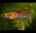 Ginga Rubra guppies - hele kolonie te koop