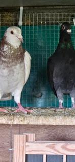 2 koppels ongeringde postduiven voor 30 euro samen, Dieren en Toebehoren, Vogels | Duiven