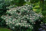 Clerodendrum Trichotomum, prachtige kleine boom., Ophalen, Zomer, 250 tot 400 cm
