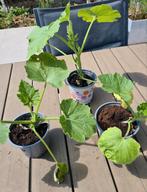Grote pompoenplanten, Tuin en Terras, Planten | Tuinplanten, Ophalen