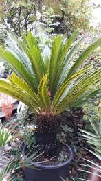 palmbomen cycas revoluta, Tuin en Terras, Halfschaduw, 100 tot 250 cm, Zomer, Palmboom