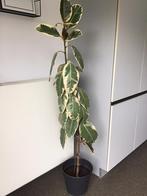 Ficus elastica tineke 170 cm hoog, Huis en Inrichting, Kamerplanten, Ficus, 150 tot 200 cm, Halfschaduw, Bloeiende kamerplant