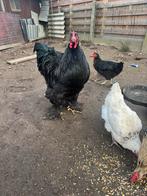 Brahma, Dieren en Toebehoren, Pluimvee