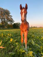 Springpaarden- veulens Zangersheide, Dieren en Toebehoren, Paarden, Springpaard, 0 tot 2 jaar, Onbeleerd, Meerdere dieren