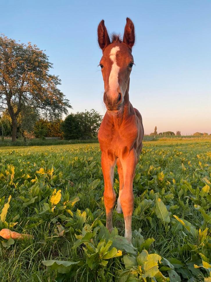 Springpaarden- veulens Zangersheide, Dieren en Toebehoren, Paarden, Meerdere dieren, Onbeleerd, 165 tot 170 cm, 0 tot 2 jaar, Springpaard