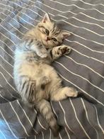 Brits korthaar kitten kater silver spotted tabby, Dieren en Toebehoren, Katten en Kittens | Raskatten | Korthaar, Kater, Gechipt