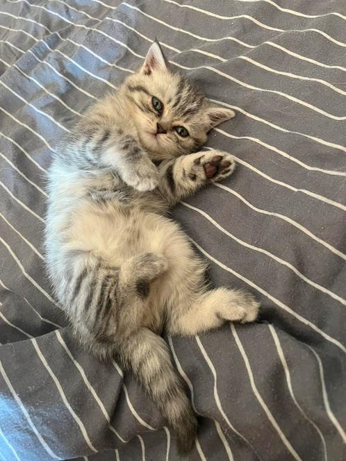 Brits korthaar kitten kater silver spotted tabby, Dieren en Toebehoren, Katten en Kittens | Raskatten | Korthaar, Kater, 0 tot 2 jaar