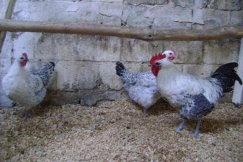 Broedeieren Bresse Zilverpel, Dieren en Toebehoren, Pluimvee, Kip, Geslacht onbekend
