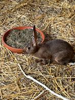Belgisch haas konijn, Mei, Meerdere dieren, Overige typen, Tam
