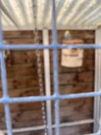 Grasparkieten en vaikpakiet, Dieren en Toebehoren