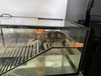 schildpad en aquarium, Dieren en Toebehoren, Ophalen, Zo goed als nieuw
