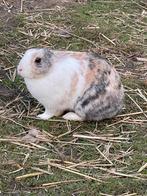 Schattig konijntje, Dieren en Toebehoren, Middelgroot