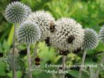 Echinops spaerocephalus " Artic Glow ", Jardin & Terrasse, Plantes | Jardin, Plein soleil, Enlèvement, Été, Plante fixe