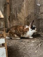 Gevlekt vrouwtje, Dieren en Toebehoren, Hangoor