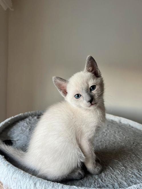 Blauwe Rus (pika blu) kittens, Dieren en Toebehoren, Katten en Kittens | Raskatten | Korthaar, Meerdere dieren, 0 tot 2 jaar, Met stamboom