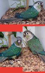 Mannelijke Pyrrhura Molinae turkoois opaline, Dieren en Toebehoren, Mannelijk, Geringd