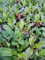 Persicaria Kabouter, Tuin en Terras, Ophalen