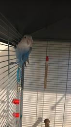 te koop koppelpapegaai, Dieren en Toebehoren