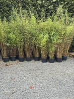 Bamboe 30 stuks te koop fargesia winter joy, Tuin en Terras, Ophalen, Bamboe