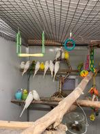 Grasparkieten, Dieren en Toebehoren, Vogels | Parkieten en Papegaaien