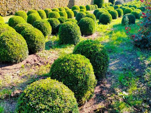 Buxusbollen, Jardin & Terrasse, Plantes | Arbustes & Haies, Buis, Enlèvement