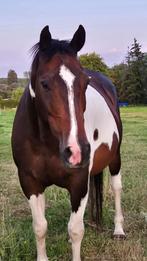 American Paint Horse quarter, Dieren en Toebehoren, Ruin, 160 tot 165 cm, Gechipt, 11 jaar of ouder